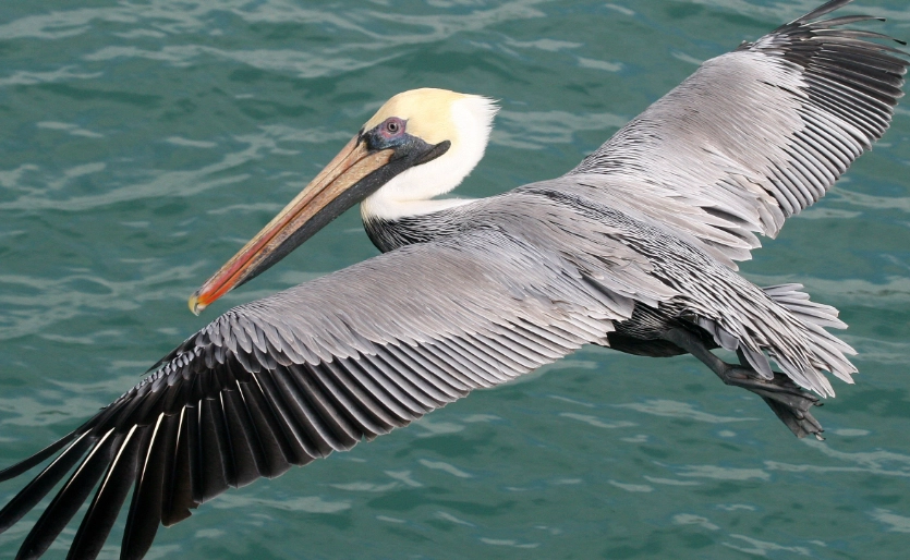 where to see brown pelicans