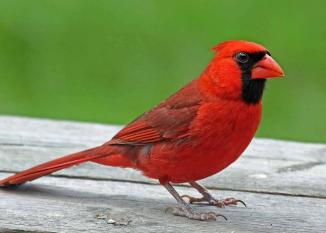 attract cardinals to backyard