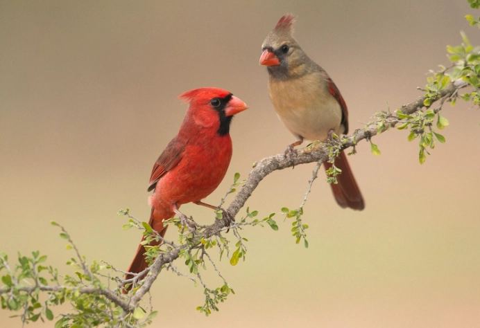 cardinal bird facts