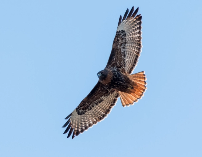red-tailed hawk vs cooper's hawk