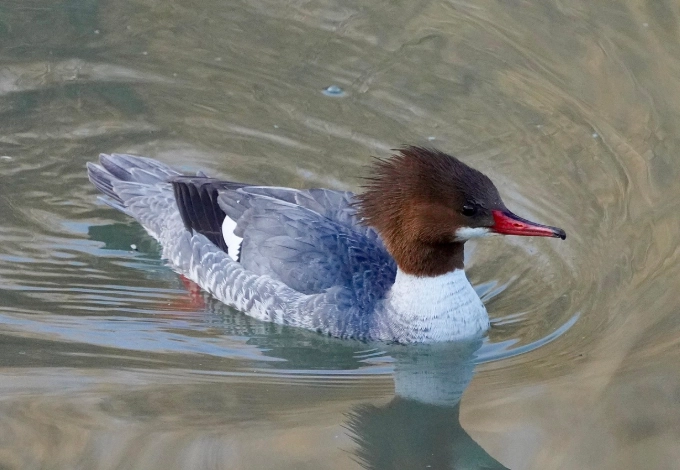 where to see common merganser