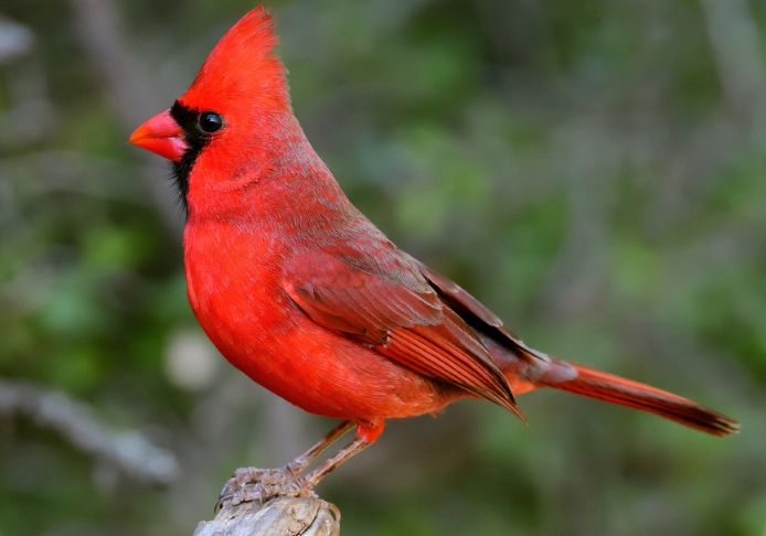 attract cardinals to backyard