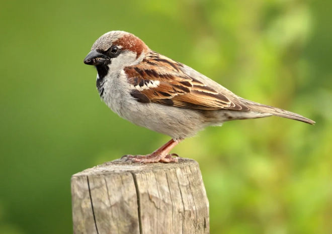 sparrow identification guide