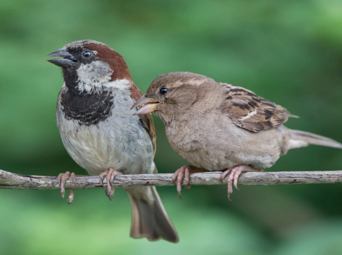attract sparrows to your garden