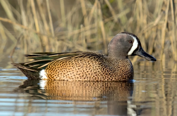 blue winged teal migration