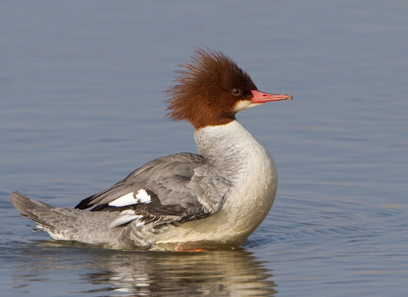 common merganser identification
