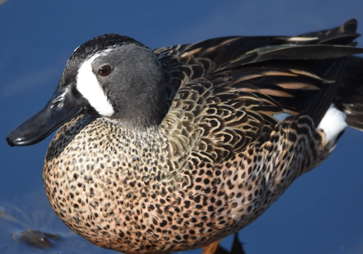 how to identify blue winged teal