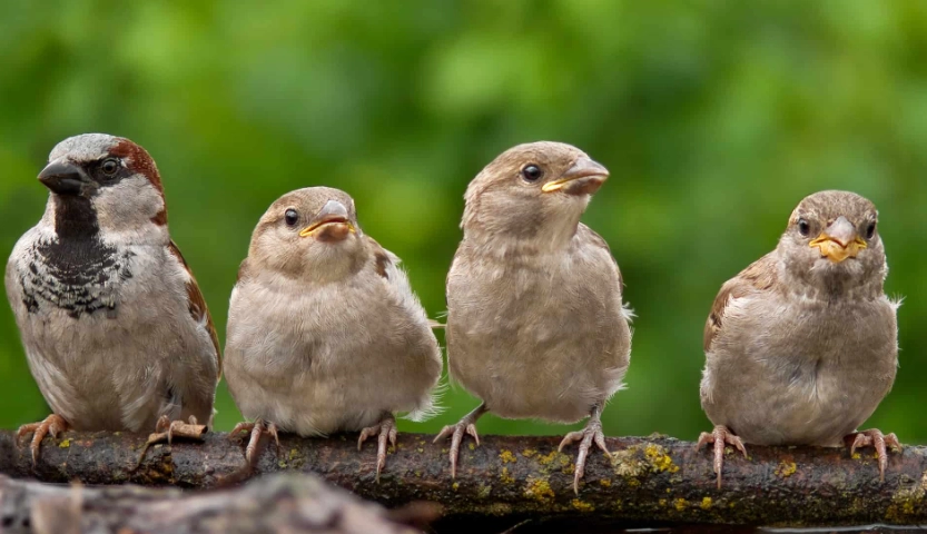 sparrow identification guide