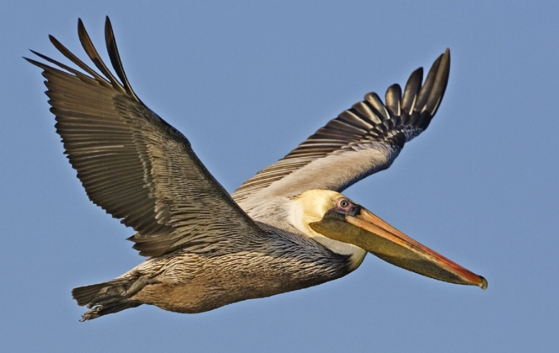 brown pelican identification