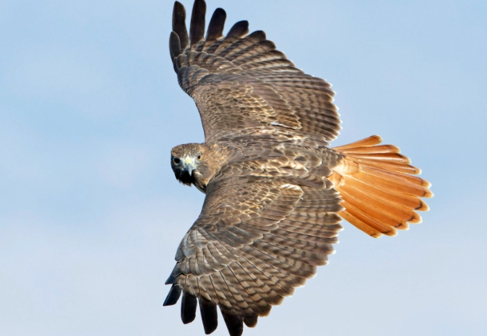 red-tailed hawk call