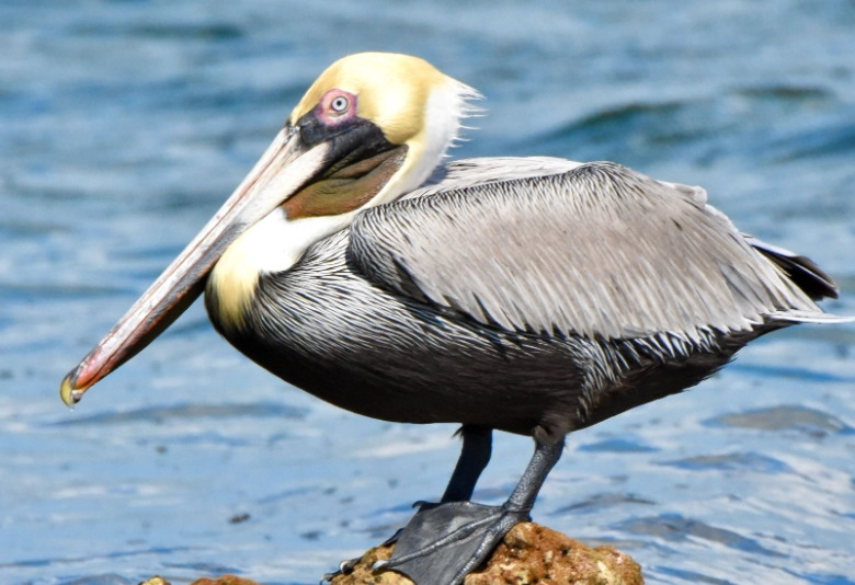 brown pelican identification