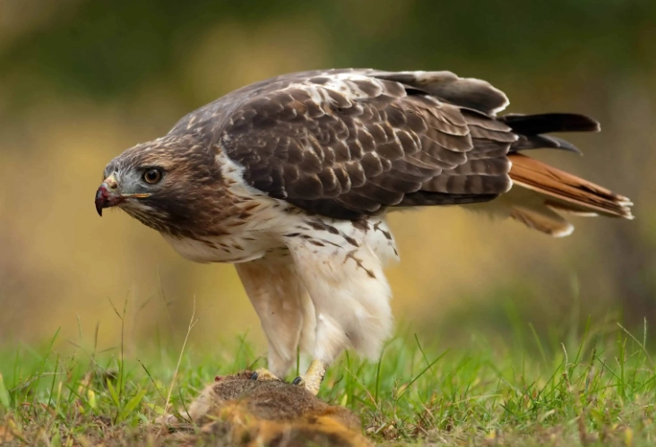 red-tailed hawk identification