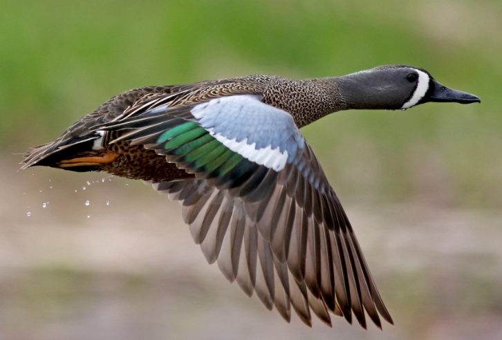 how to identify blue winged teal