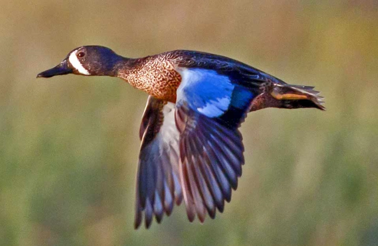blue winged teal migration