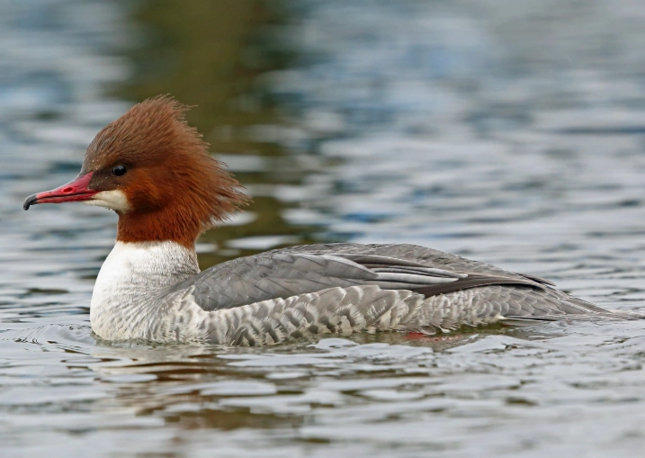 common merganser vs goosander