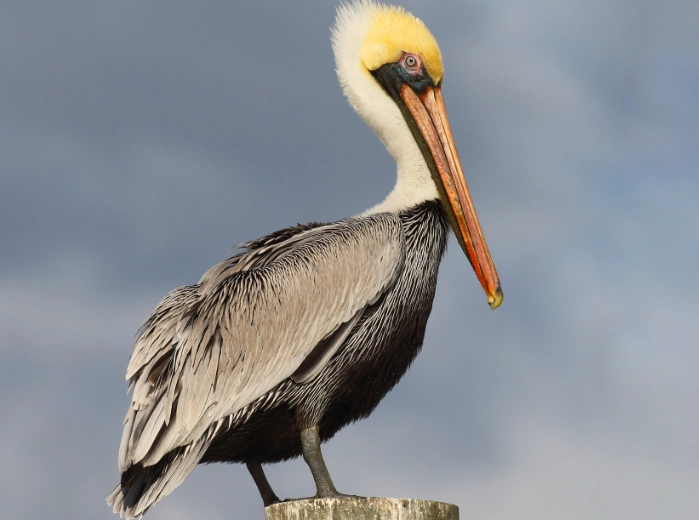 brown pelican identification