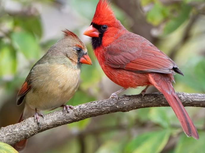 cardinal bird facts