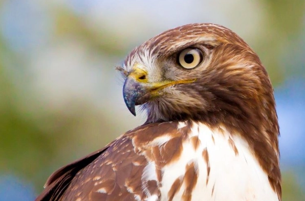 red-tailed hawk call