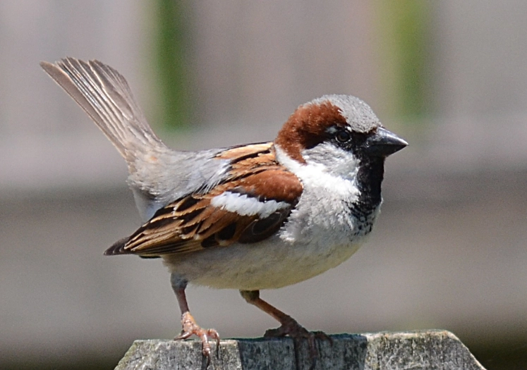 sparrow behavior