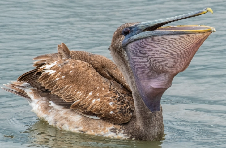 brown pelican diet