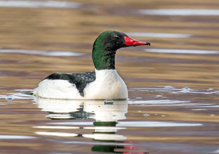 where to see common merganser