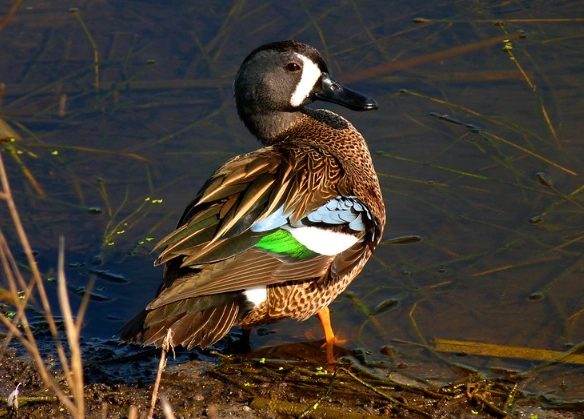 how to identify blue winged teal