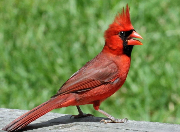 cardinal bird facts