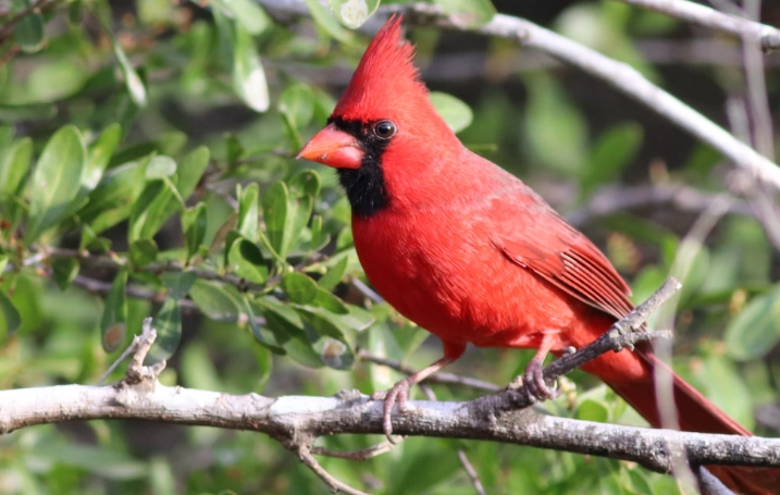 attract cardinals to backyard