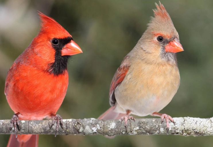 cardinal bird facts