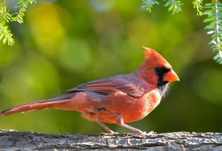 attract cardinals to backyard