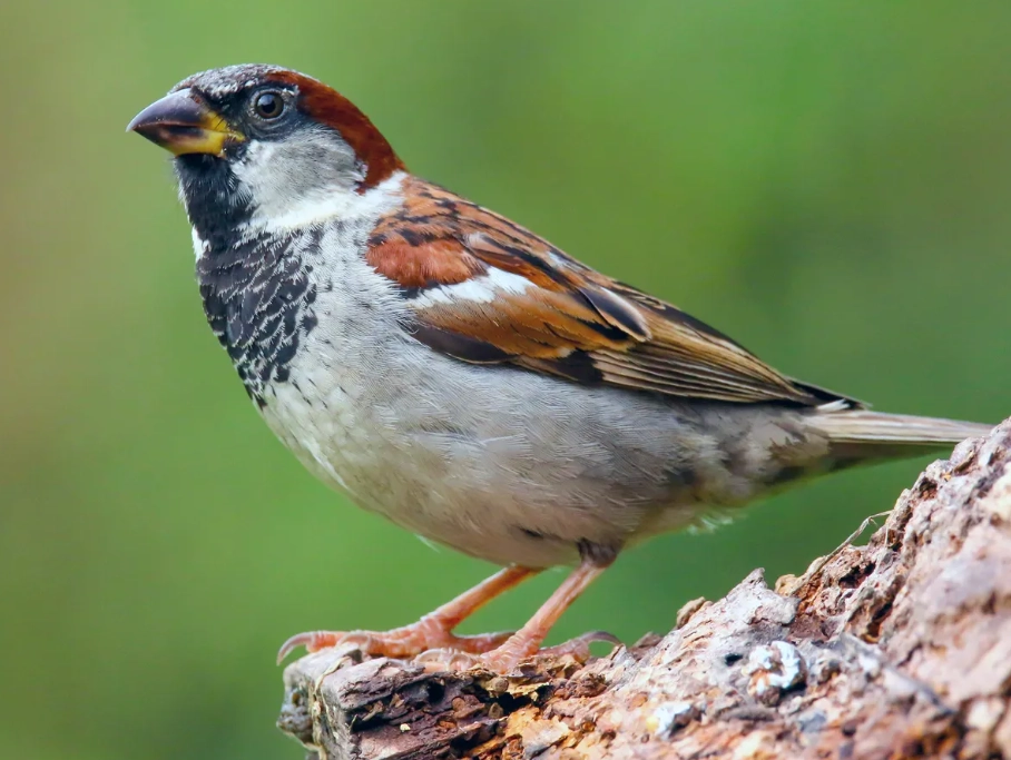 sparrow identification sparrow identification