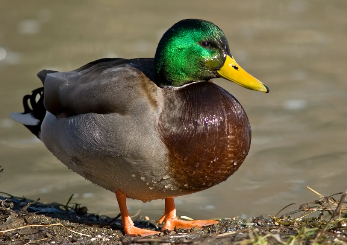 wild duck identification