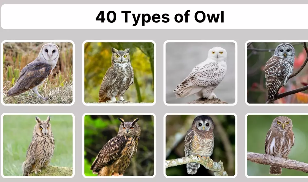 common owl species