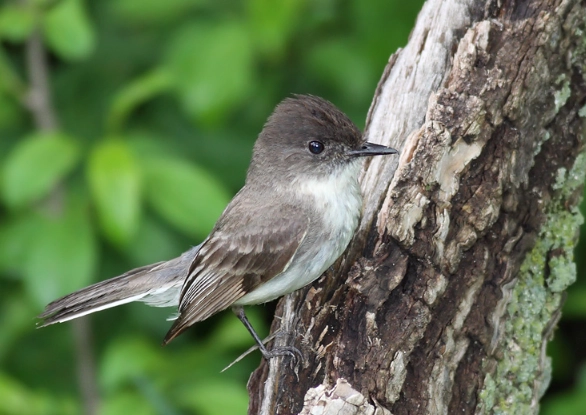 attract eastern phoebe attract eastern phoebe