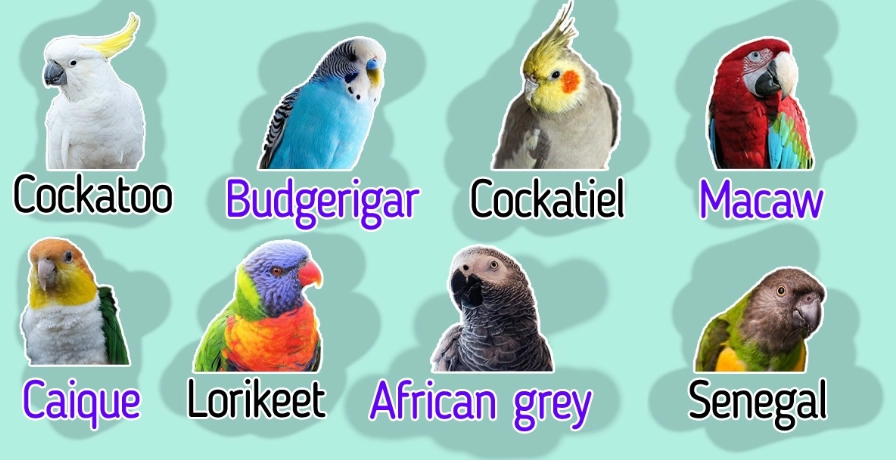 parrots species list