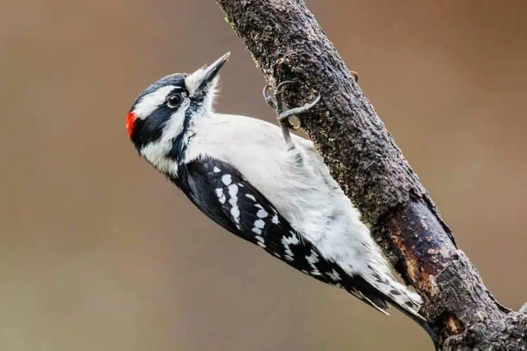 woodpecker identification