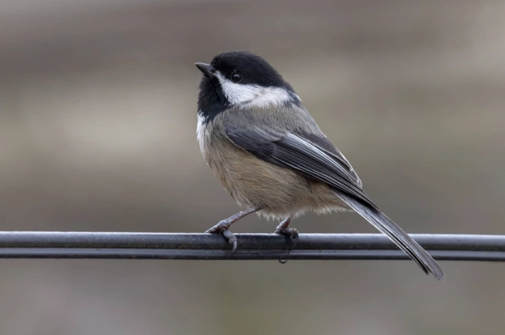 best parks for birding NYC best parks for birding NYC