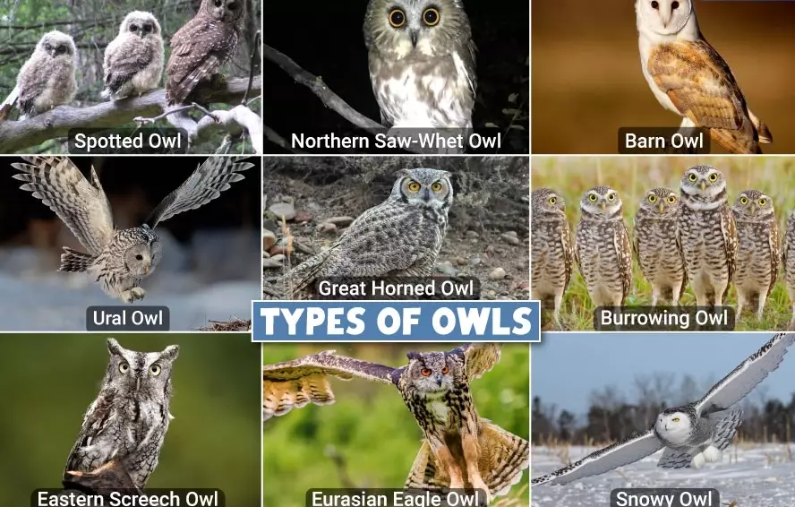 identify owls at night