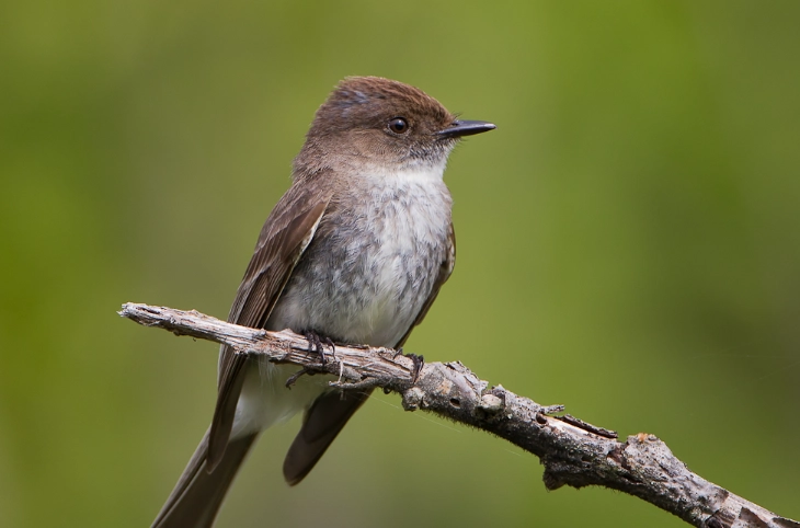 eastern phoebe identification eastern phoebe identification
