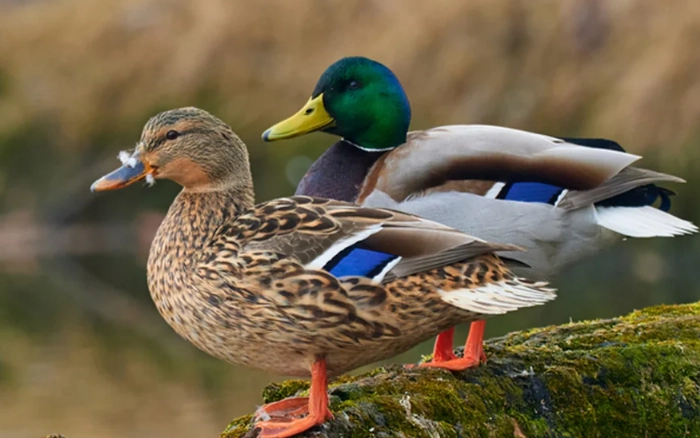 mallard duck identification