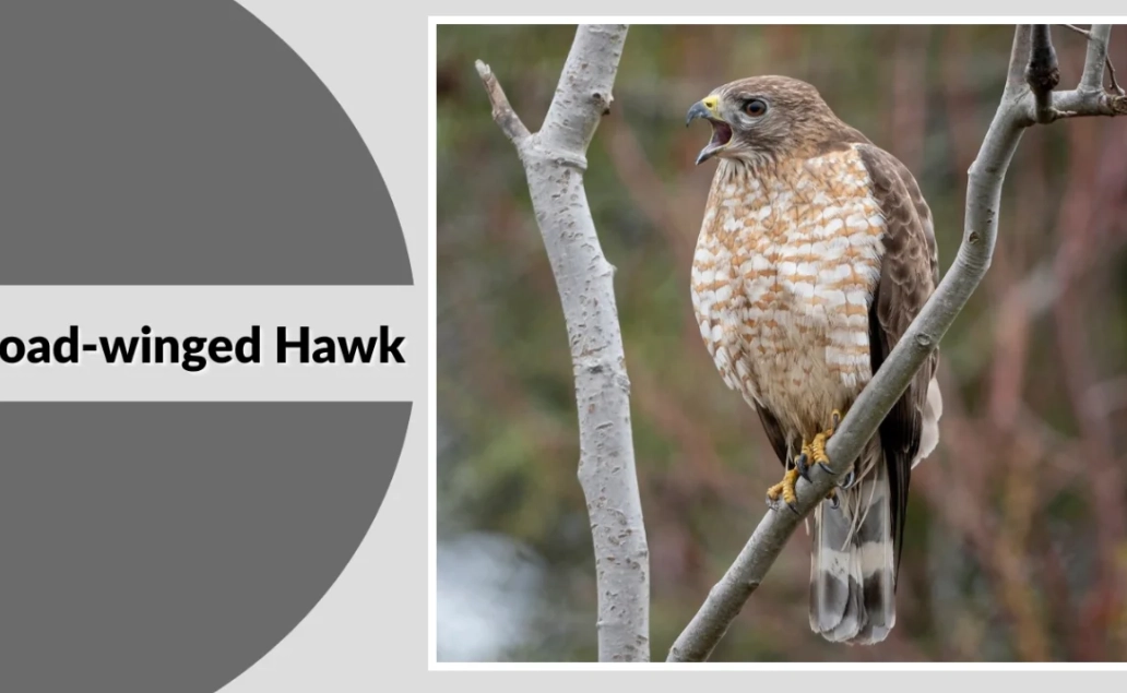 how to identify hawks