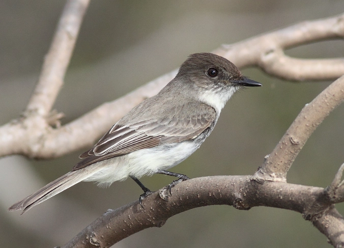 attract eastern phoebe attract eastern phoebe