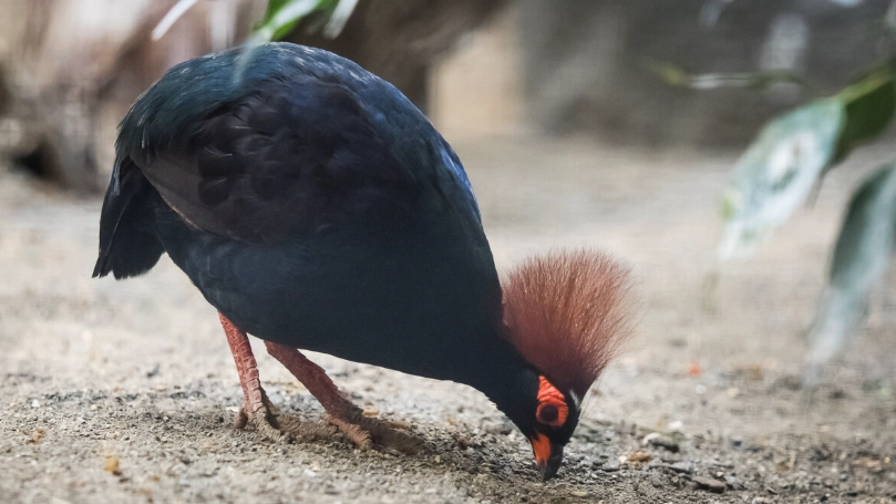 Southeast Asia birds identification