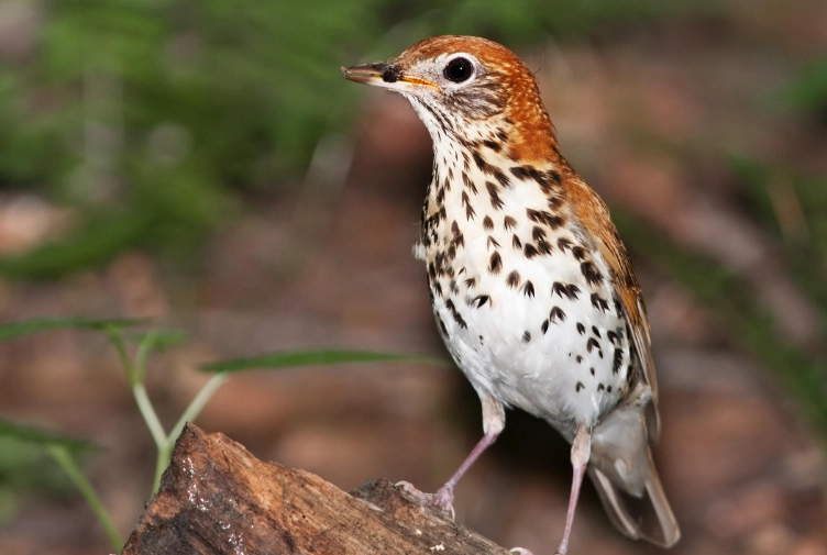 wood thrush habitat
