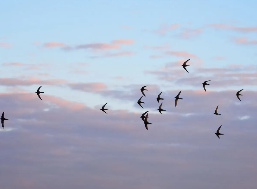 swift identification swift identification