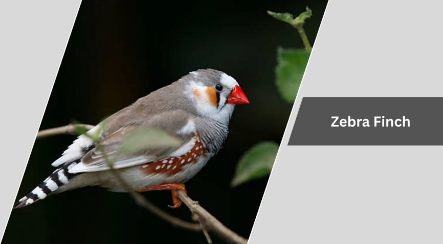 common finch species