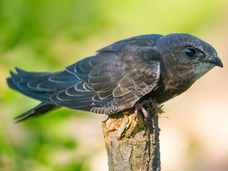 swallow identification swallow identification