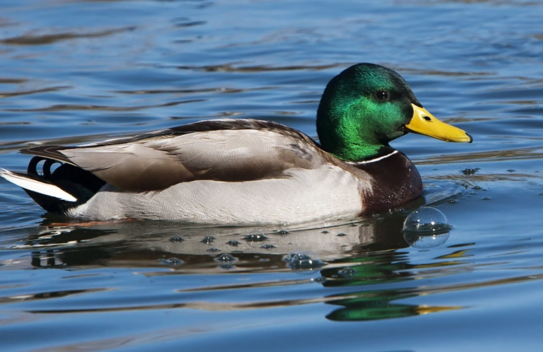 mallard ducks