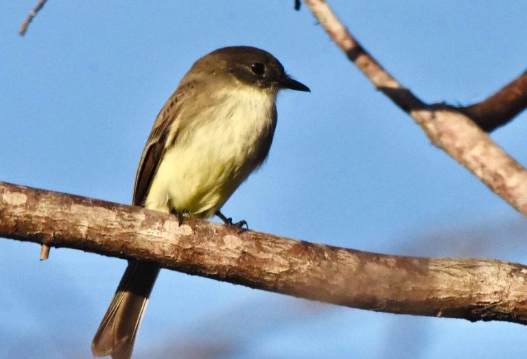 eastern phoebe identification eastern phoebe identification