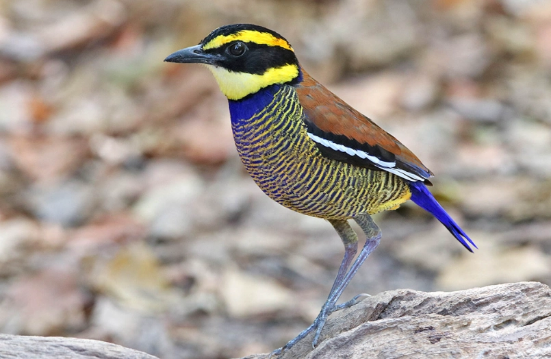 Southeast Asia birding guide